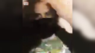 OmeTV - Saudi Arabian Girl helps me cum and plays with her huge boobs
